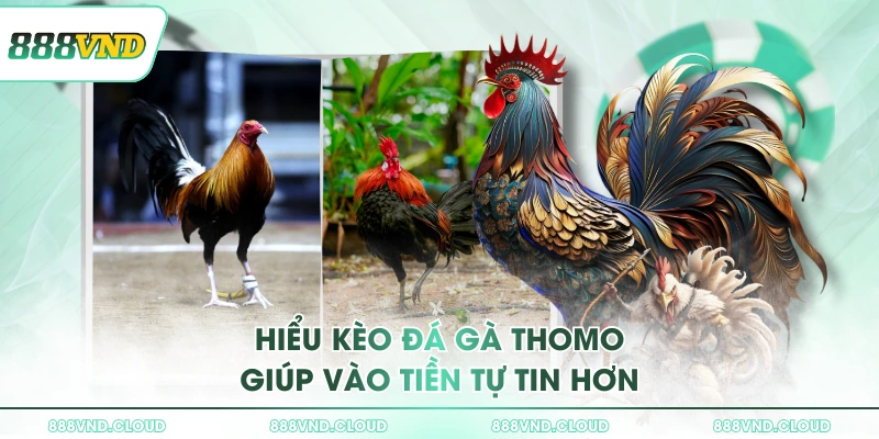 Đá gà Thomo - Luật chơi & các loại kèo cược tại 888VND 3 Hiểu kèo đá gà Thomo giúp vào tiền tự tin hơn