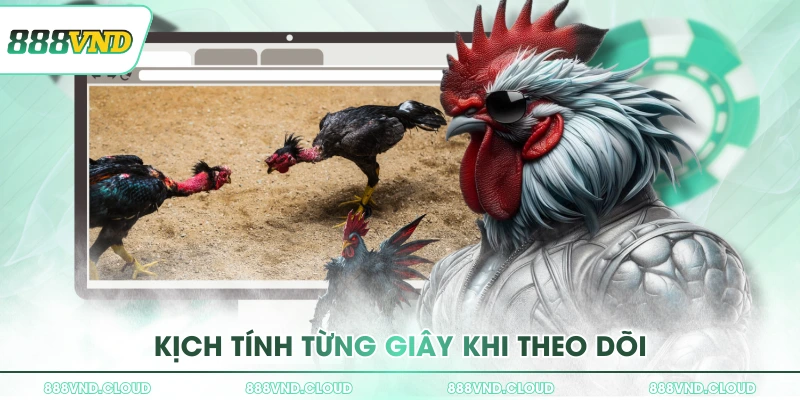 Đá gà Thomo - Luật chơi & các loại kèo cược tại 888VND 1 kich tinh tung giay khi theo doi